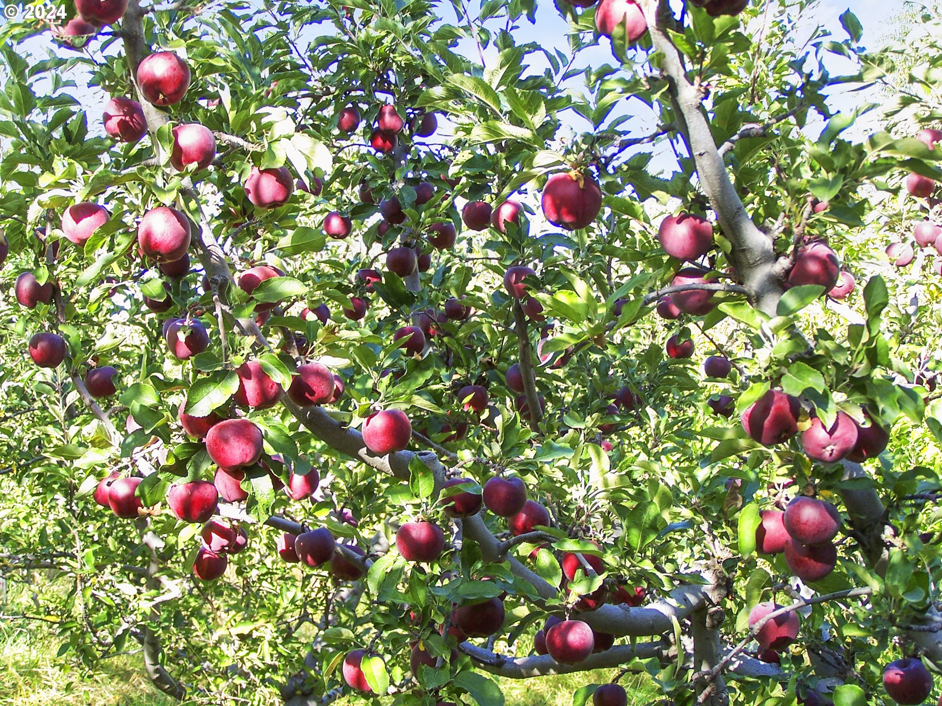 43479 Old Foothill Road Richland, OR 97870 - Photo 38 of 44 a flower lots of flowers