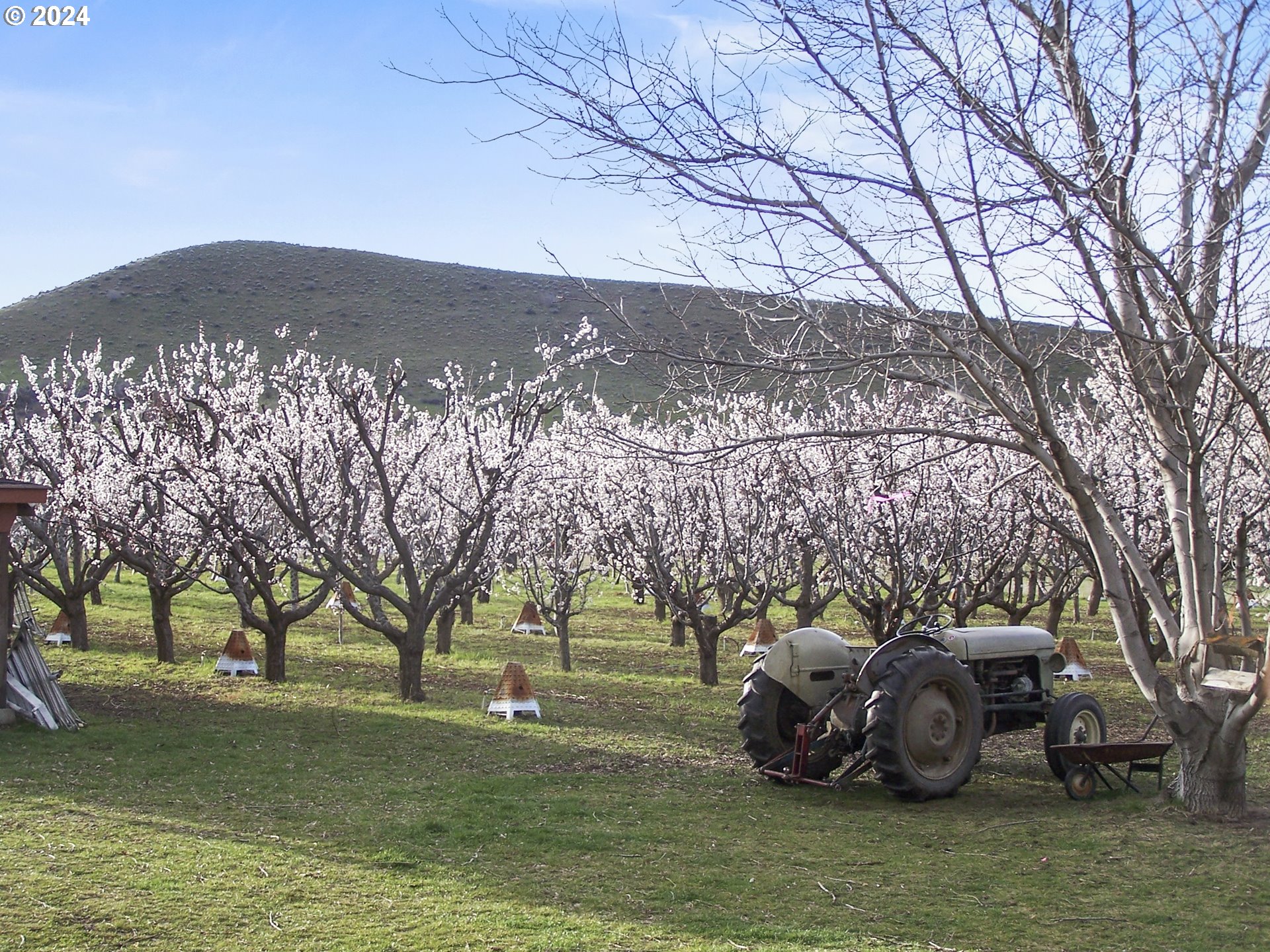 43479 Old Foothill Road Richland, OR 97870 - Photo 40 of 44 a view of a park with large trees