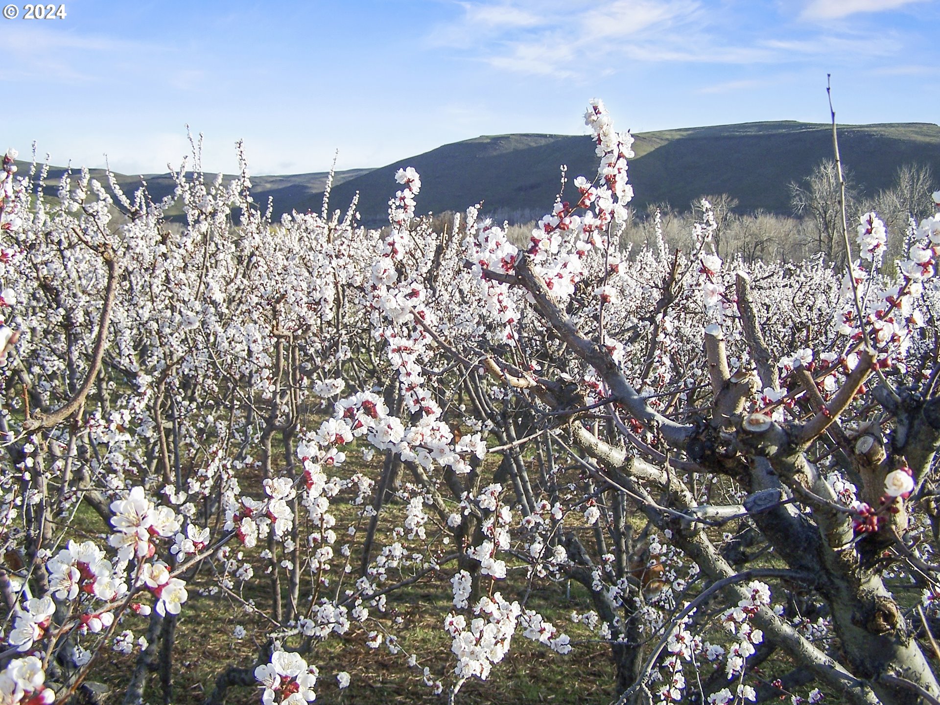 43479 Old Foothill Road Richland, OR 97870 - Photo 42 of 44 a view of a street