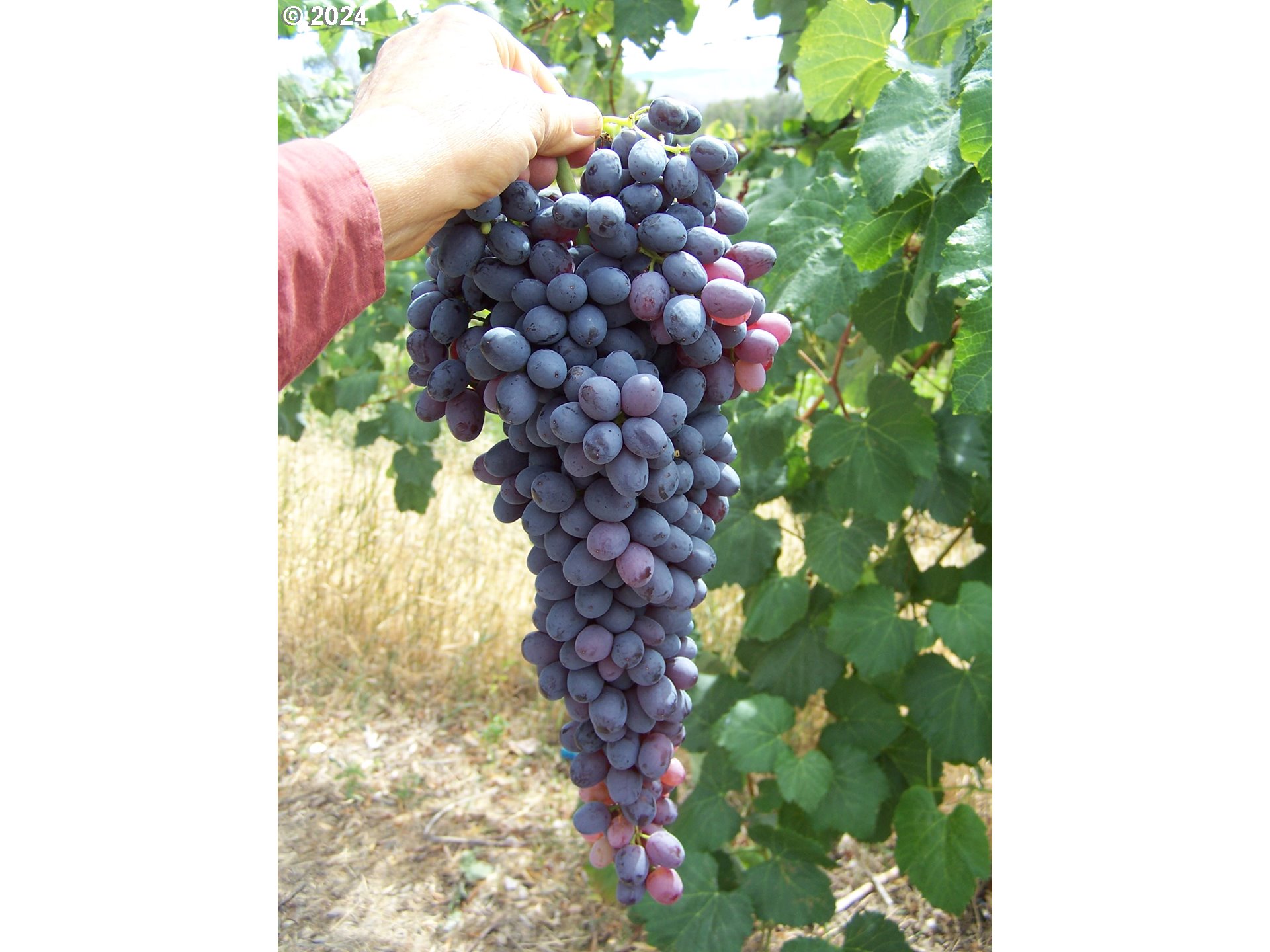 43479 Old Foothill Road Richland, OR 97870 - Photo 44 of 44 a bunch of flowers in a room