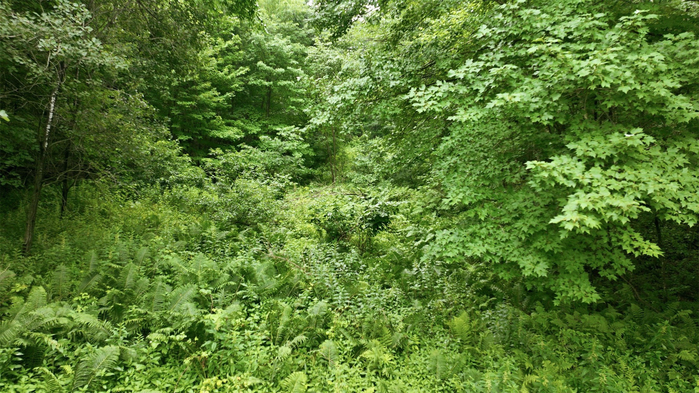 40-acres County Road South Wheeler, WI 54772 - Photo 12 of 22
