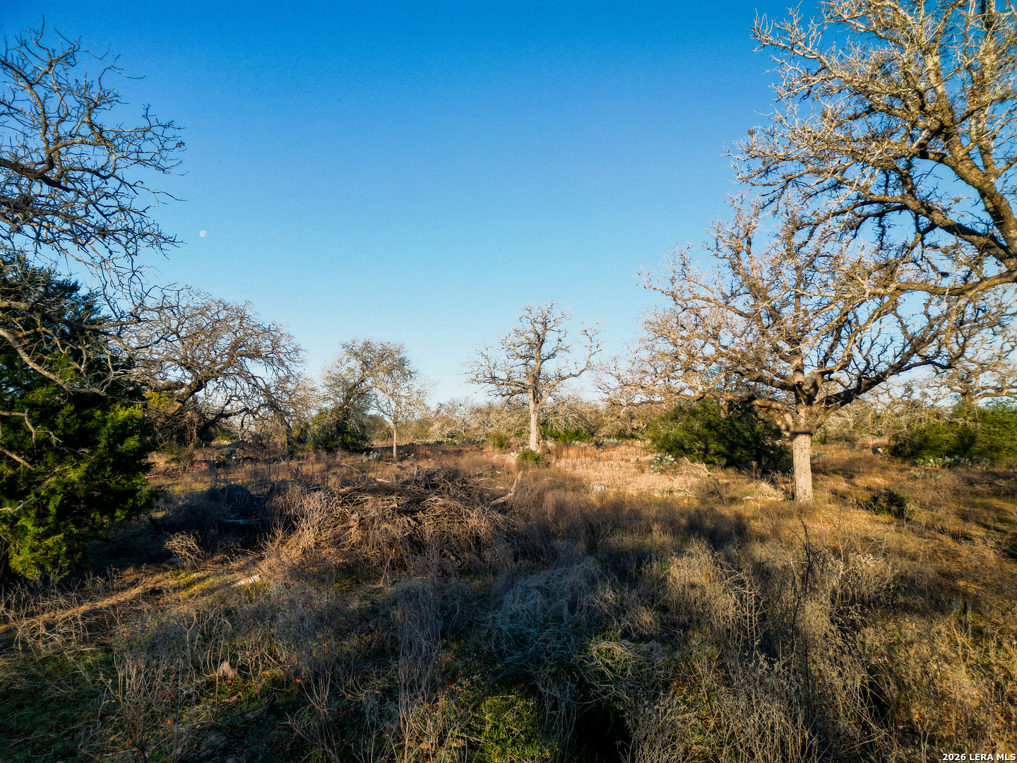 Tbd Sandy Pine Road Luling, TX 78648 - Photo 20 of 27 a view of a forest