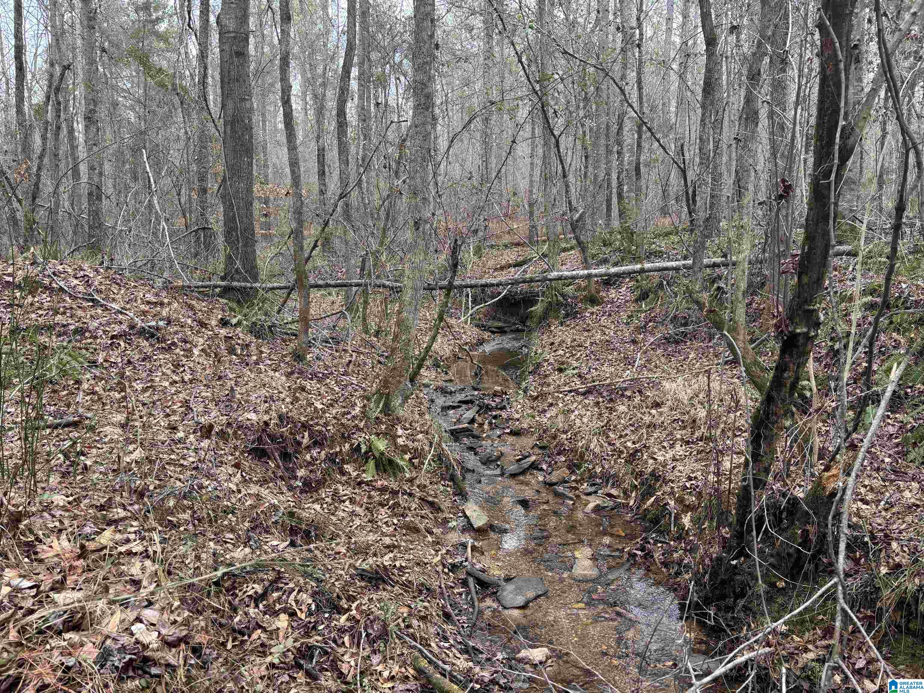 831 County Road, Unit TRACT 3 30± Wadley, AL 36276 - Photo 7 of 14