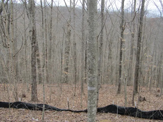 a view of a pathway in a yard