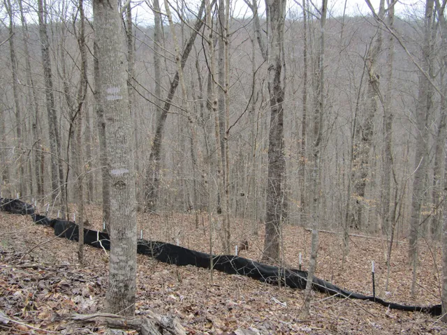 a view of a pathway with a yard