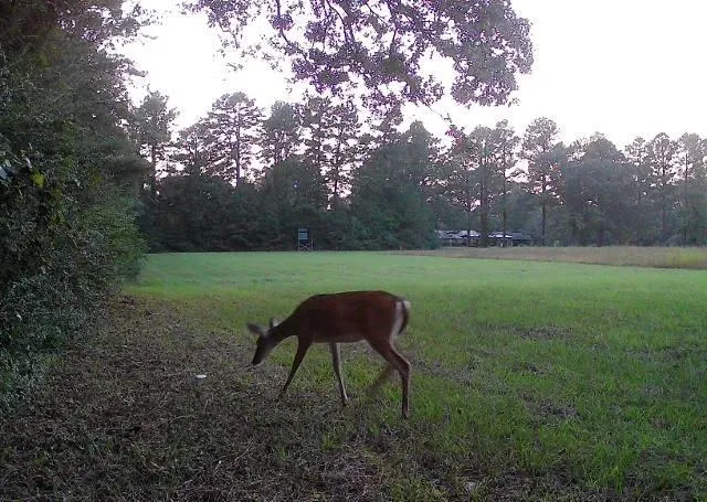 $265,000 | 138 Gilcrease Road, Montgomery, LA 71454