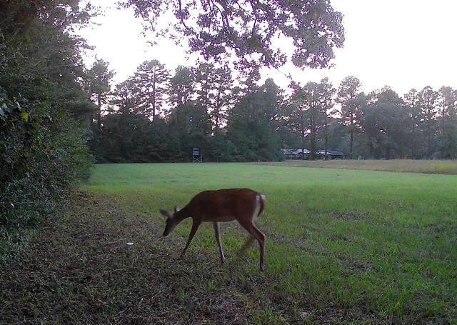 138 Gilcrease Road Montgomery, LA 71454 - Photo 6 of 34