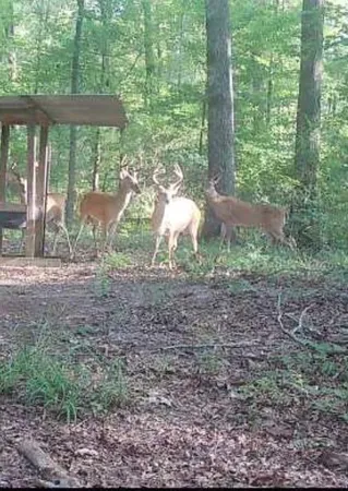 $265,000 | 138 Gilcrease Road, Montgomery, LA 71454