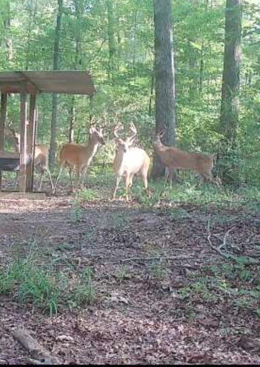 138 Gilcrease Road Montgomery, LA 71454 - Photo 8 of 34