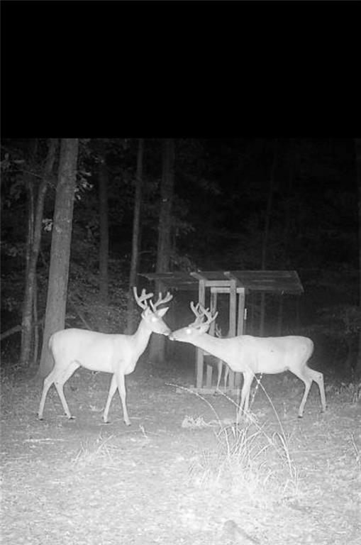 138 Gilcrease Road Montgomery, LA 71454 - Photo 9 of 34