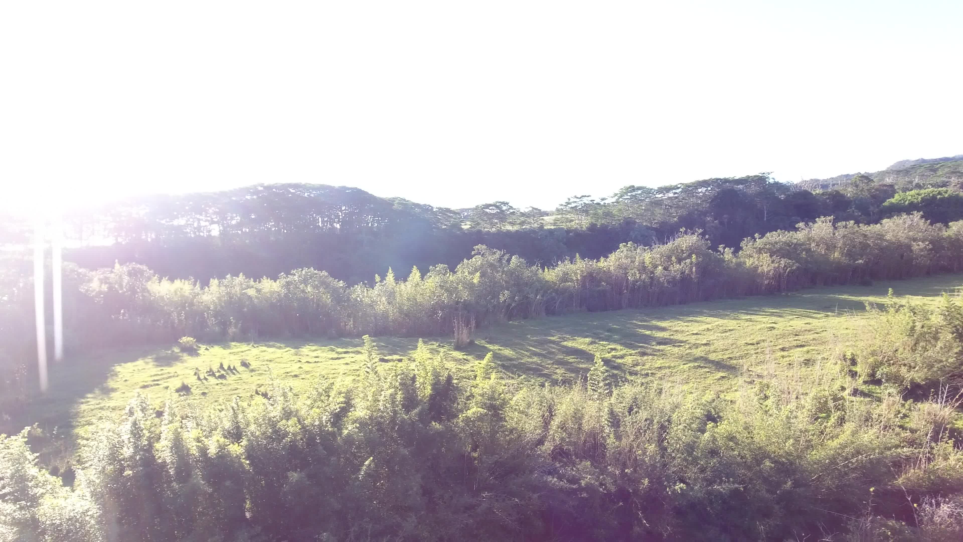 Kaiwiki Homestead Road Papaikou, HI 96781 - Photo 8 of 13