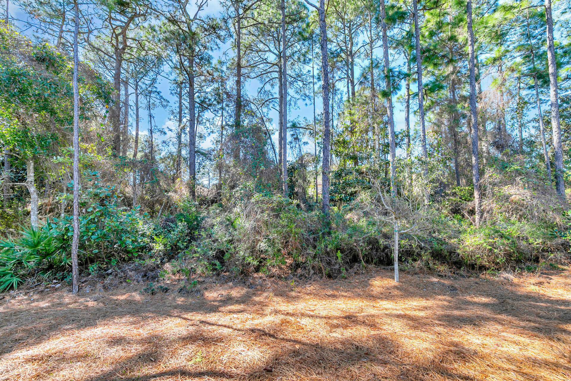 12 Sandy Cv Way, Unit LOT 104 Miramar Beach, FL 32550 - Photo 32 of 32 a view of a yard with plants and trees