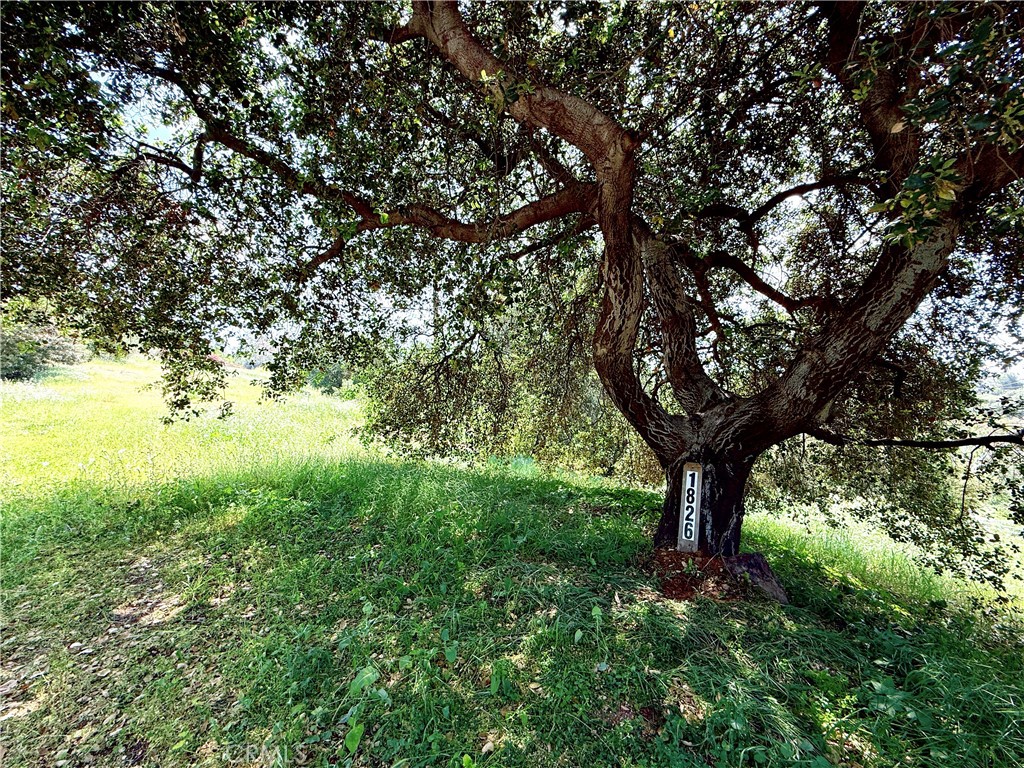 1826 Bluebird Road Glendora, CA 91741 - Photo 2 of 11 a view of a yard with a tree