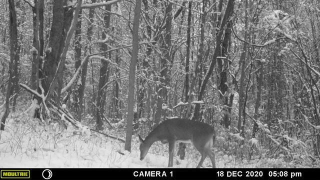 57640 St John Road Quaker City, OH 43773 - Photo 14 of 51 Deer in Snow