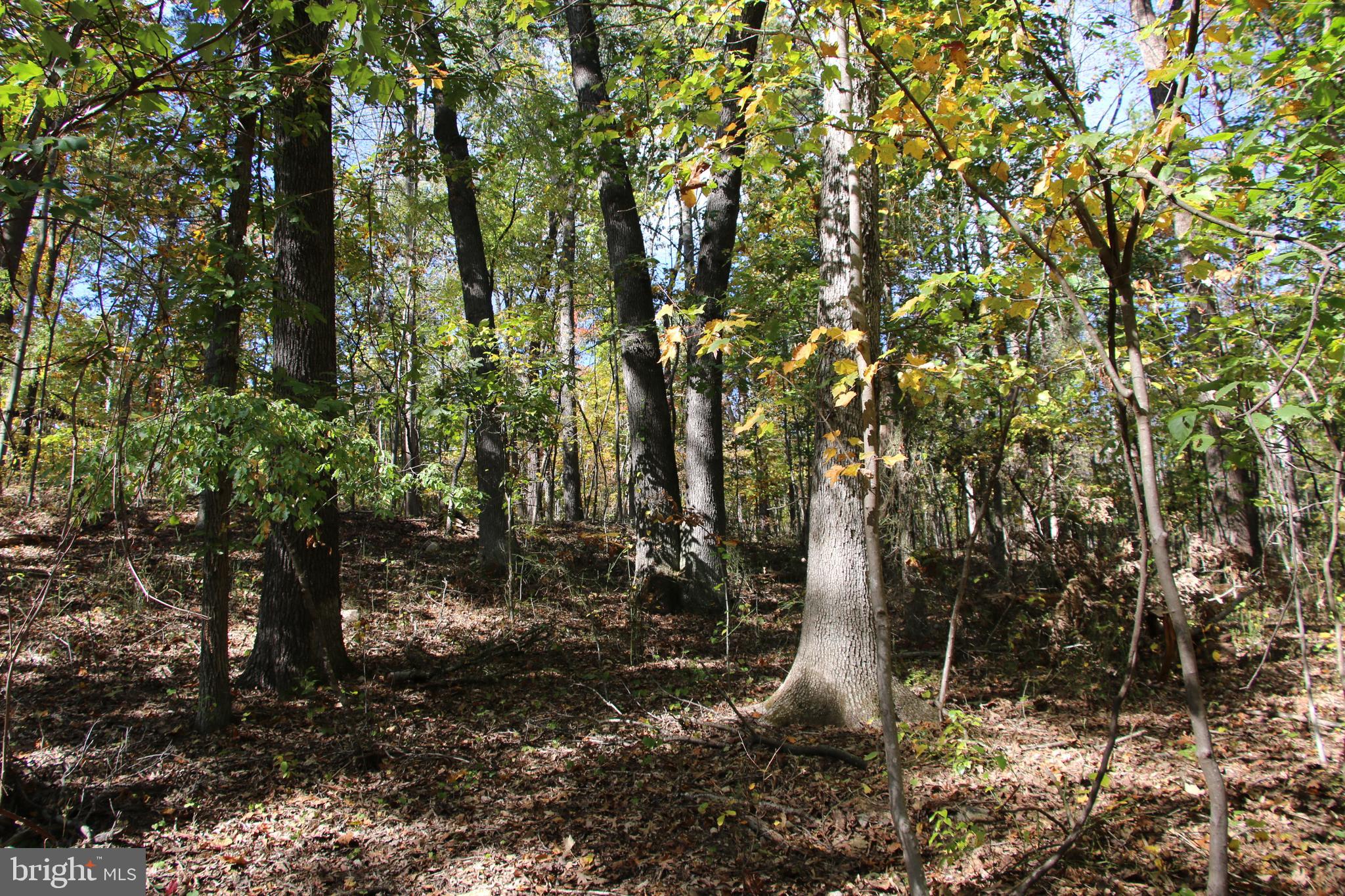a close up of a tree
