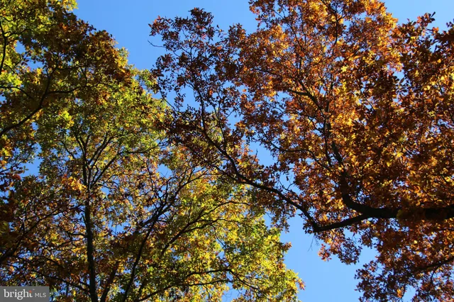 a view of road and trees