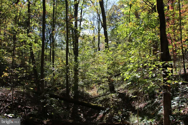 a view of a tree in a yard with large trees