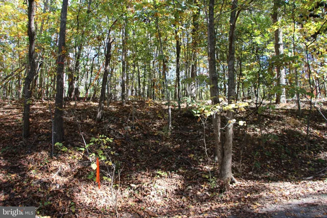 a view of a yard with plants and trees