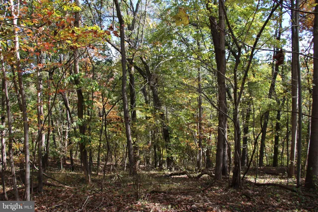 a view of a forest with a tree