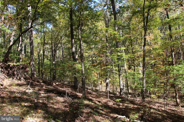 a view of a yard with plants and trees