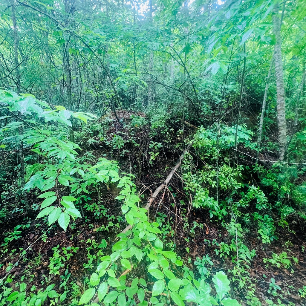 0 Owl Creek Road Murphy, NC 28906 - Photo 3 of 4