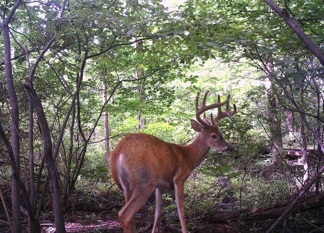 0 Pratt Road Webster, NY 14580 - Photo 9 of 15 Trail cam photos from property