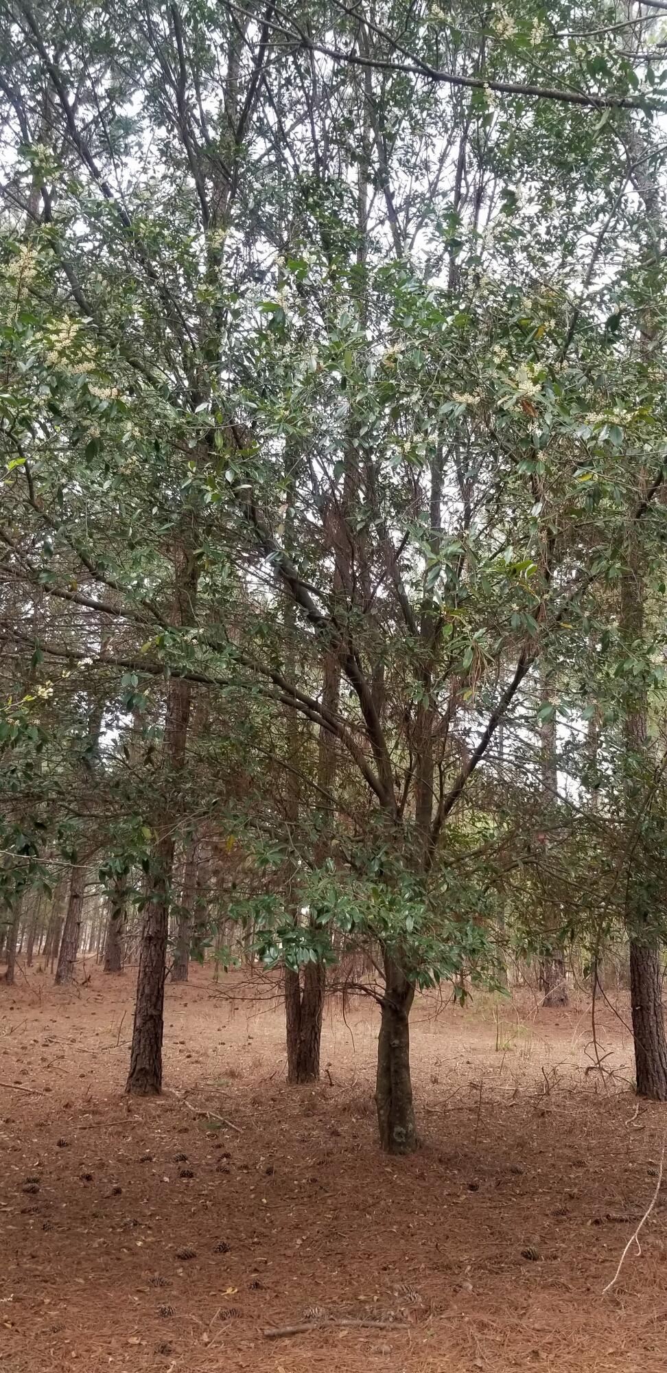 0 Hatchaway Bridge Road Aiken, SC 29801 - Photo 2 of 4