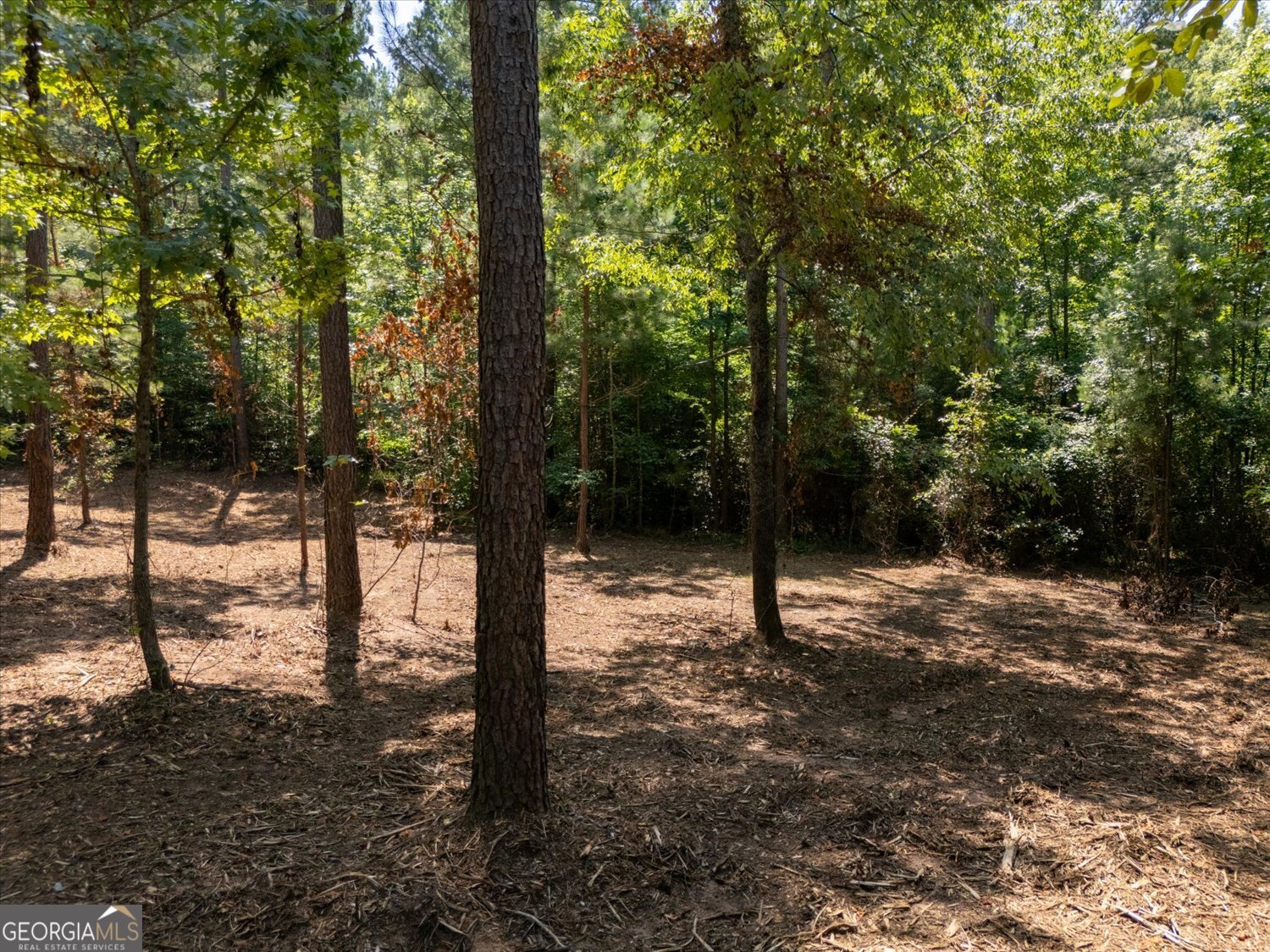 0 Hornets Bridge Road Elberton, GA 30635 - Photo 8 of 10 a view of a forest filled with trees