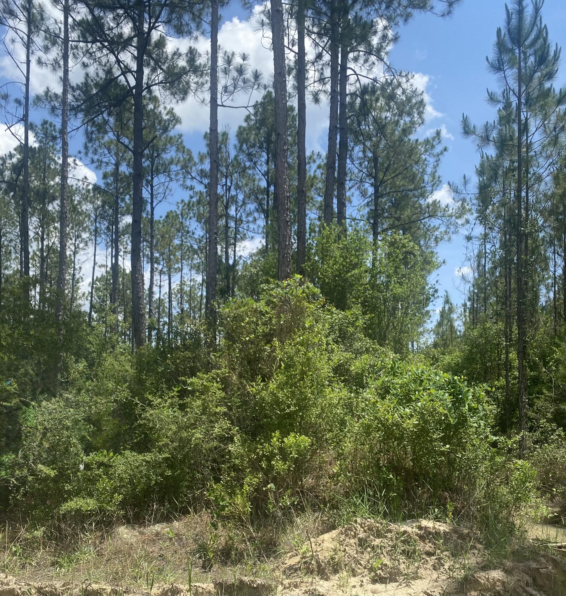 Tbd Joe Dugger Road Freeport, FL 32439 - Photo 2 of 3 IMG_2420