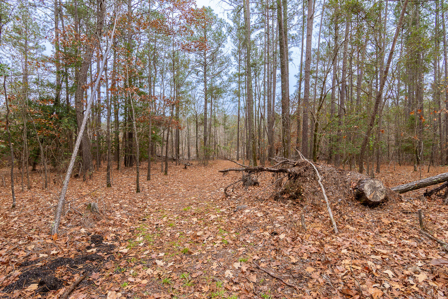 6554 George Walton Drive Harlem, GA 30814 - Photo 39 of 41 6554 George Walton Updates-16