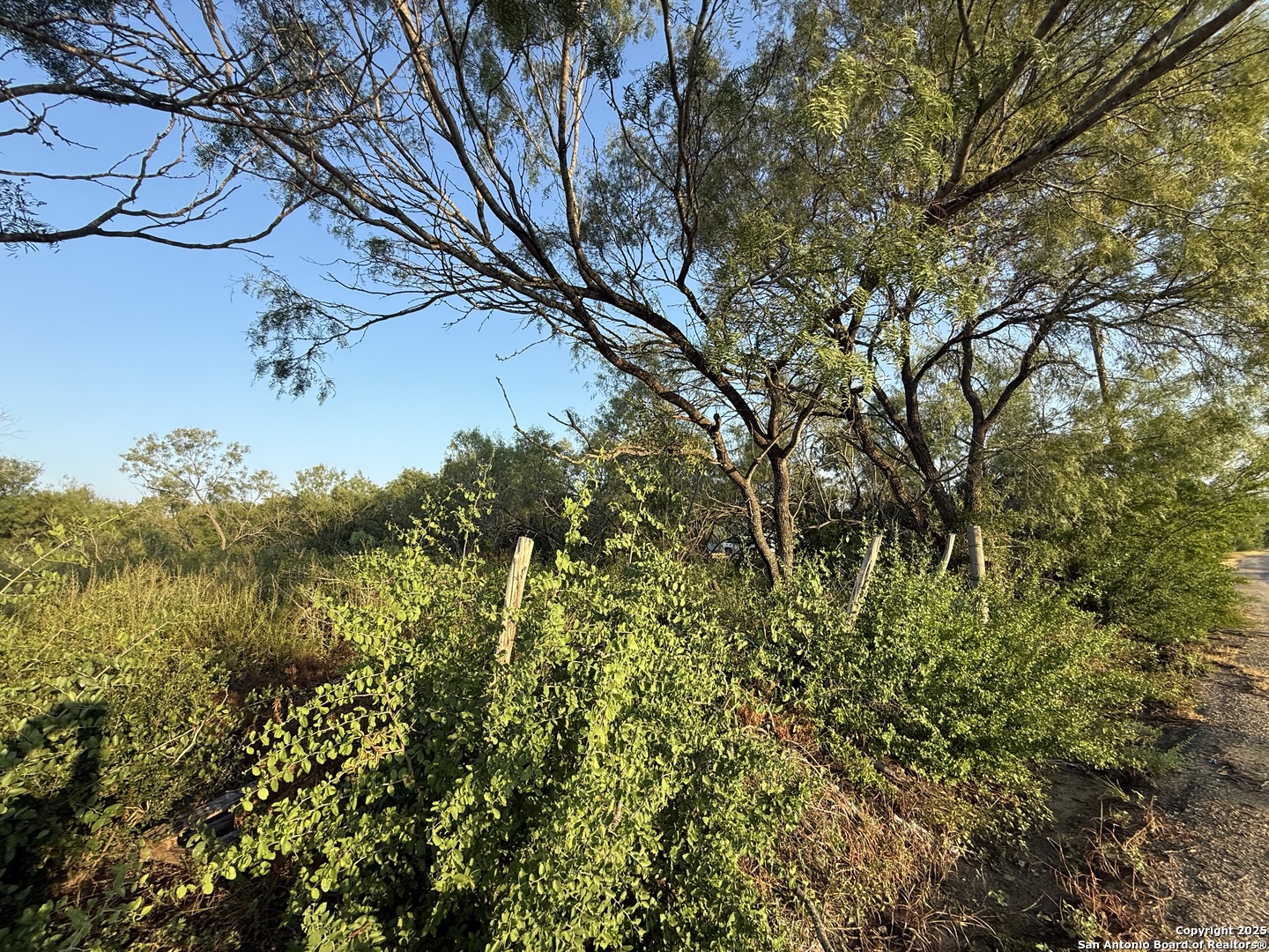 15875 Luckey Road Atascosa, TX 78002 - Photo 3 of 3 a view of a tree in a yard