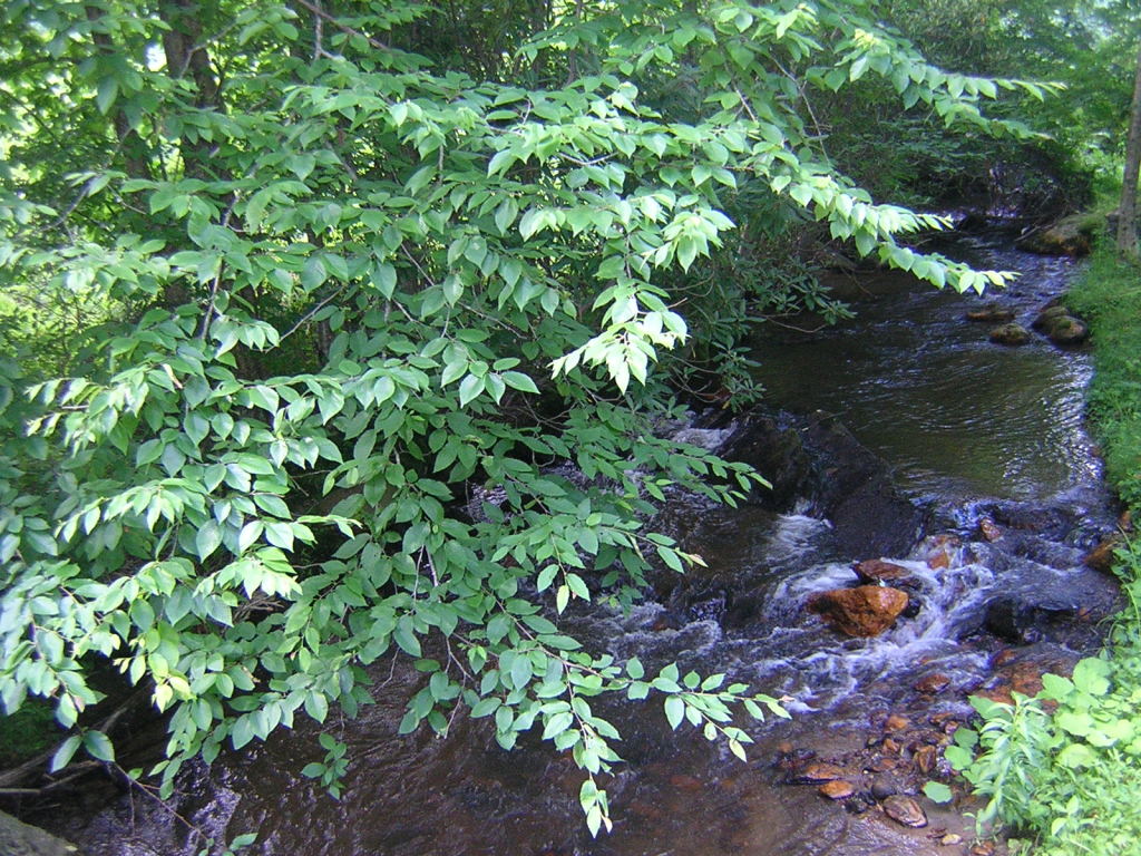 0 Old Furnace Road Southwest Floyd, VA 24091 - Photo 4 of 6 Stream
