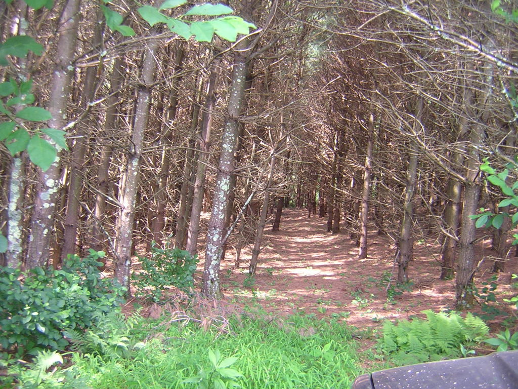 0 Old Furnace Road Southwest Floyd, VA 24091 - Photo 6 of 6 Wooded
