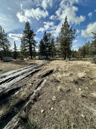 a view of a yard with trees