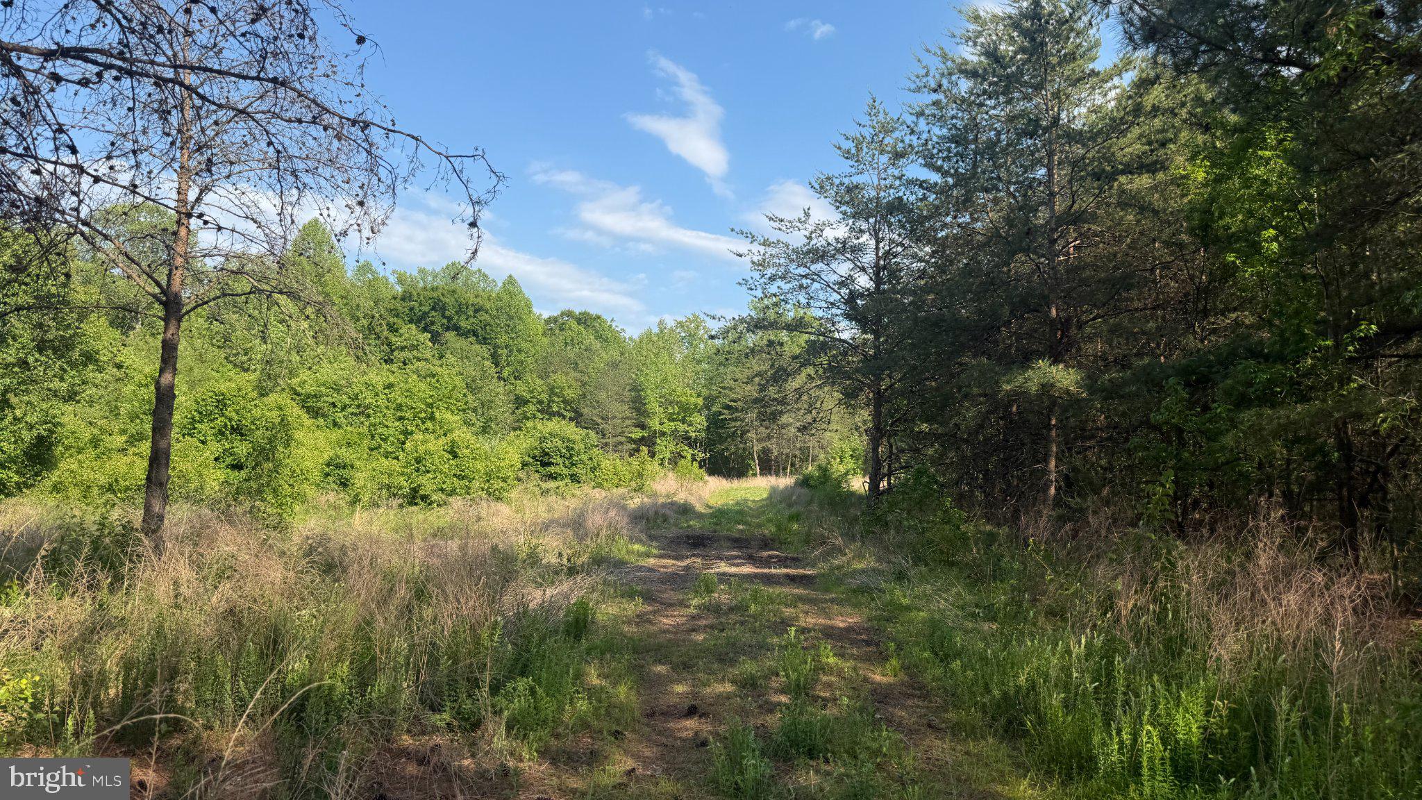 1377 Meyers Station Road Odenton, MD 21113 - Photo 7 of 17 Serene woodland path awaits exploration.