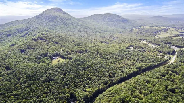 a view of a yard with plants and a large tree