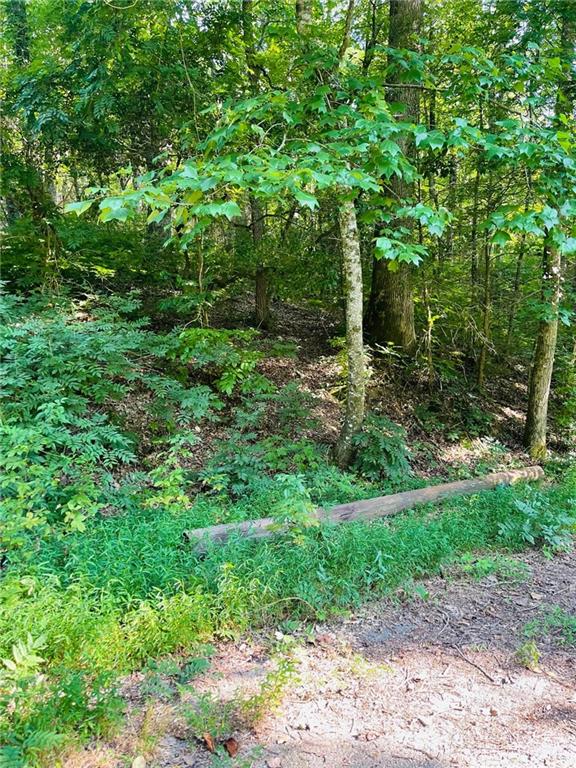 4092 Helen Highway Cleveland, GA 30528 - Photo 9 of 15 a view of a yard with plants and a large tree