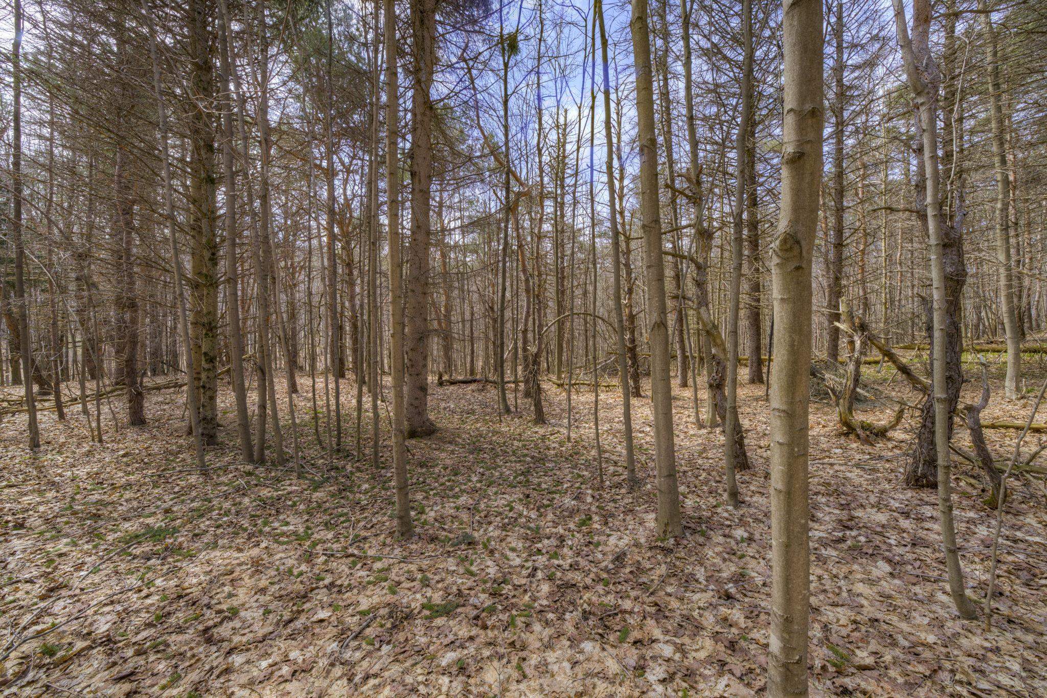 Parcel B East Bodus Road Cedar, MI 49621 - Photo 4 of 10