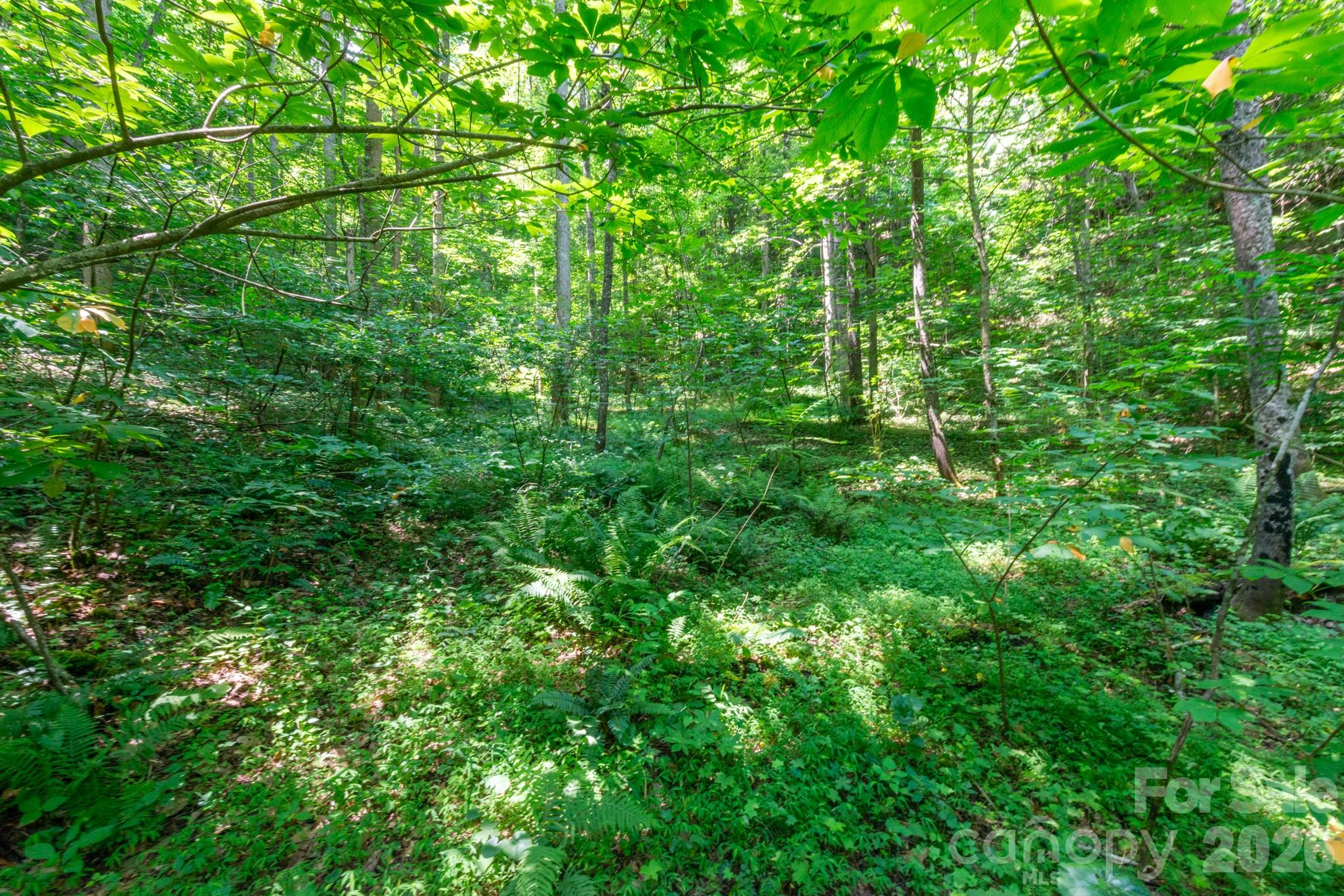 ### Board Tree Road, Unit 3 Marshall, NC 28753 - Photo 6 of 12 a view of a lush green forest