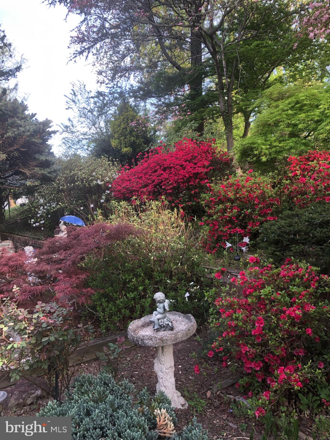 6144 Chesterbrook Road McLean, VA 22101 - Photo 2 of 50 a view of a backyard with flower plants and large trees