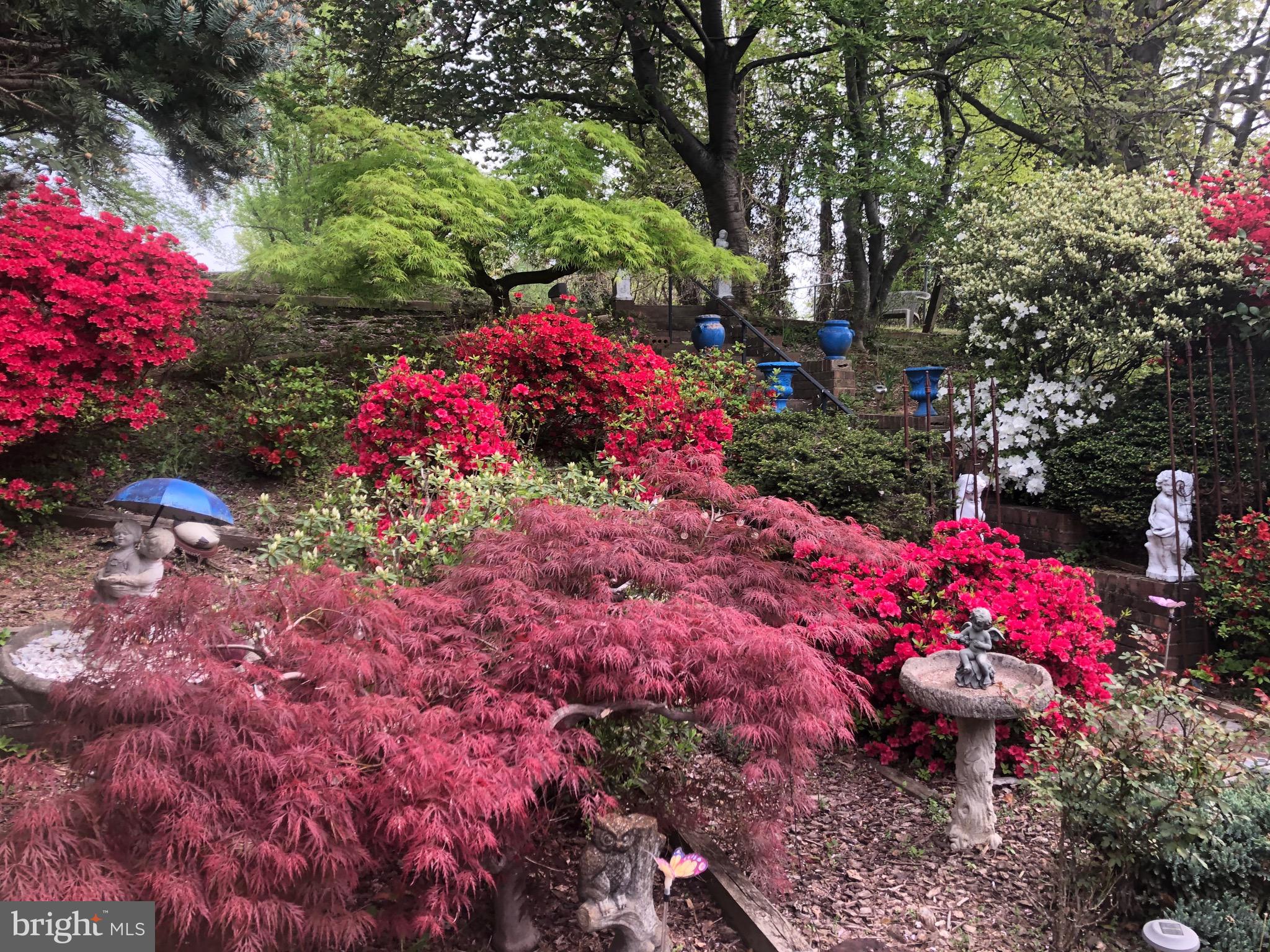 6144 Chesterbrook Road McLean, VA 22101 - Photo 3 of 50 a view of a flower arrangement in backyard