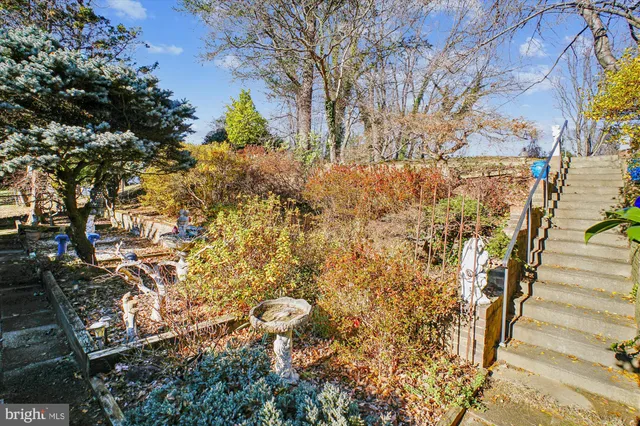 a view of a yard with plants and large trees