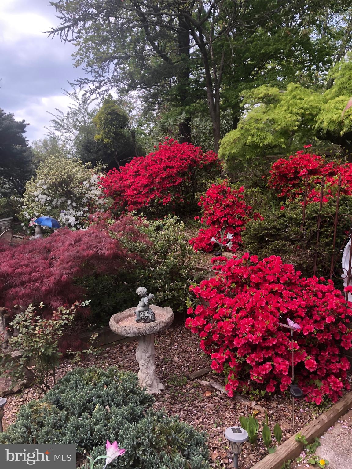6144 Chesterbrook Road McLean, VA 22101 - Photo 5 of 50 a view of a flower in a yard