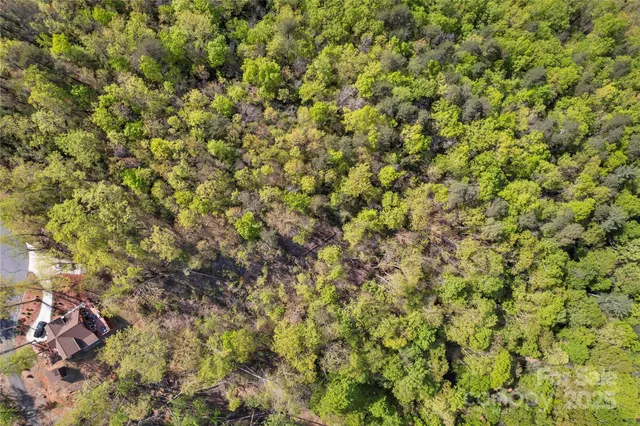 a view of a tree with a tree