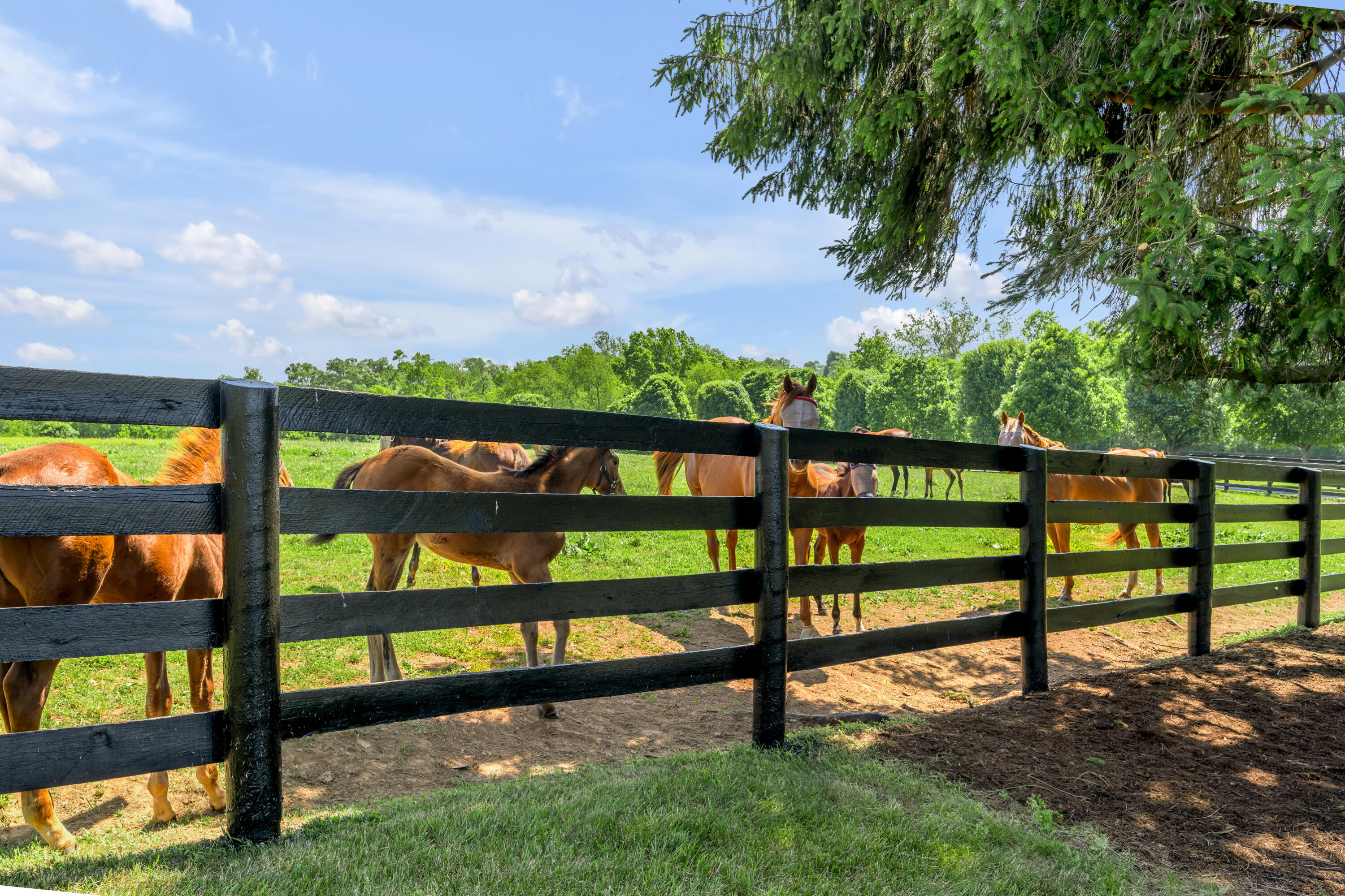 595 Moores Mill Road Midway, KY 40347 - Photo 145 of 149 TDB_2986