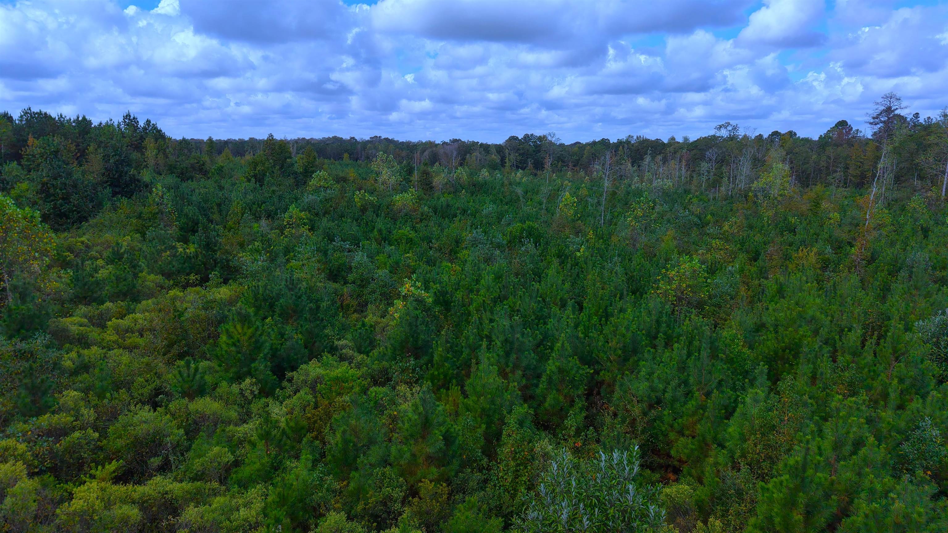 0 Mobile Road Greenville, AL 36037 - Photo 5 of 7 Gallery Image 5
