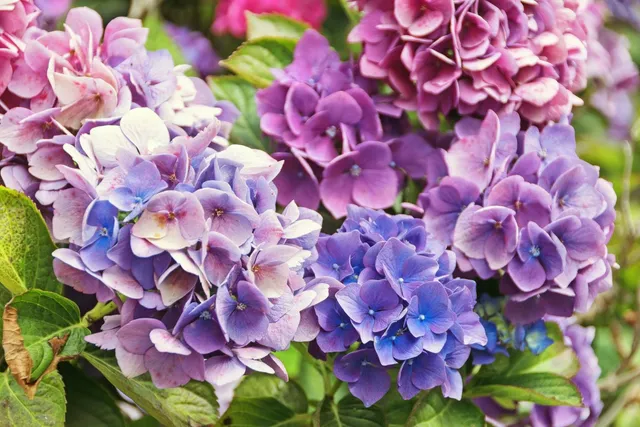 $624,999 | 729 40th Street, Oakland, CA 94609