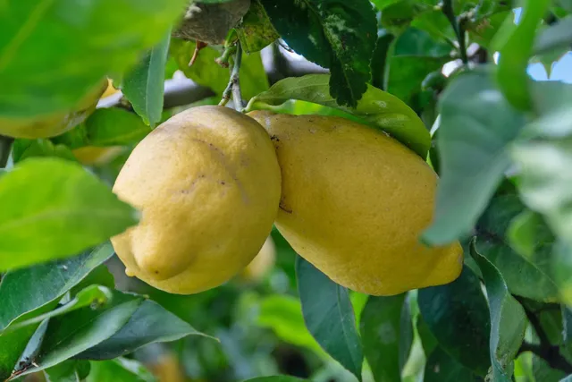 $624,999 | 729 40th Street, Oakland, CA 94609