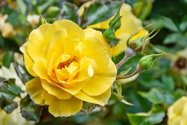 $624,999 | 729 40th Street, Oakland, CA 94609