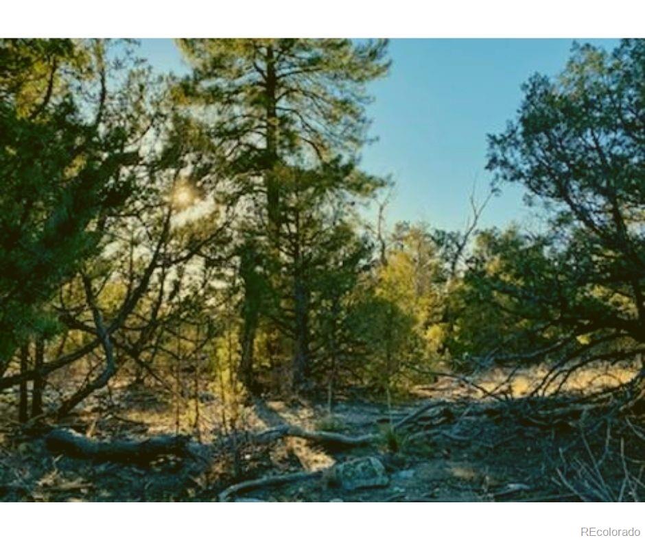 Pawnee Court Mosca, CO 81146 - Photo 17 of 19 a view of a field of grass and trees
